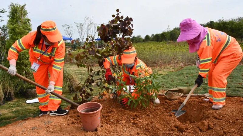 市政绿化养护不只是浇水剪枝，这三点决定公司是否靠谱