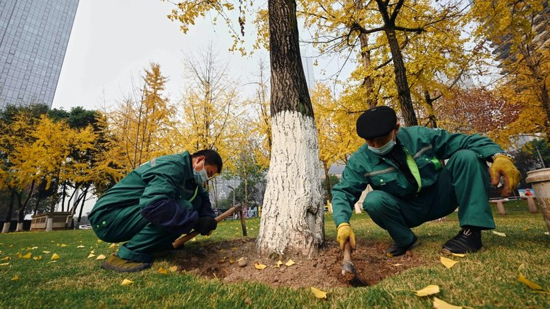 绿化苗木公司种植基地如何选择？揭秘关键因素**