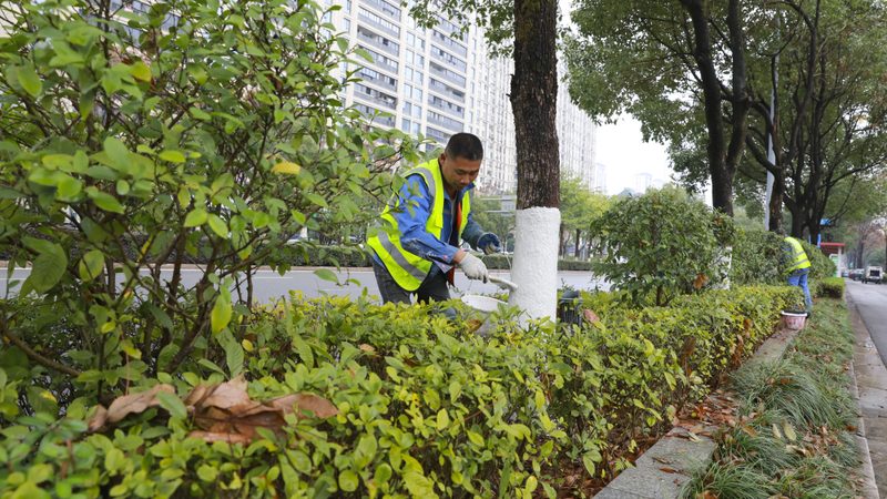 市政绿化苗木规格与价格：规格标准解析及选购要点